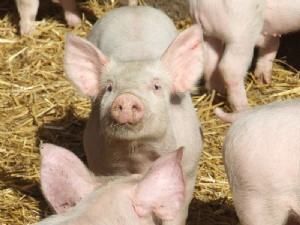 Crece el porcino en Aragón
